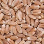 Other Western Canadian Wheat Classes CANADA WESTERN RED WINTER CWRW CWRW is a medium-hard wheat offering good milling yield, dough strength and flour colour.