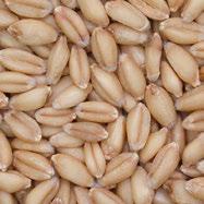 Other Western Canadian Wheat Classes CANADA WESTERN SOFT WHITE SPRING CWSWS CWSWS is a soft wheat with low protein content and weak gluten properties.