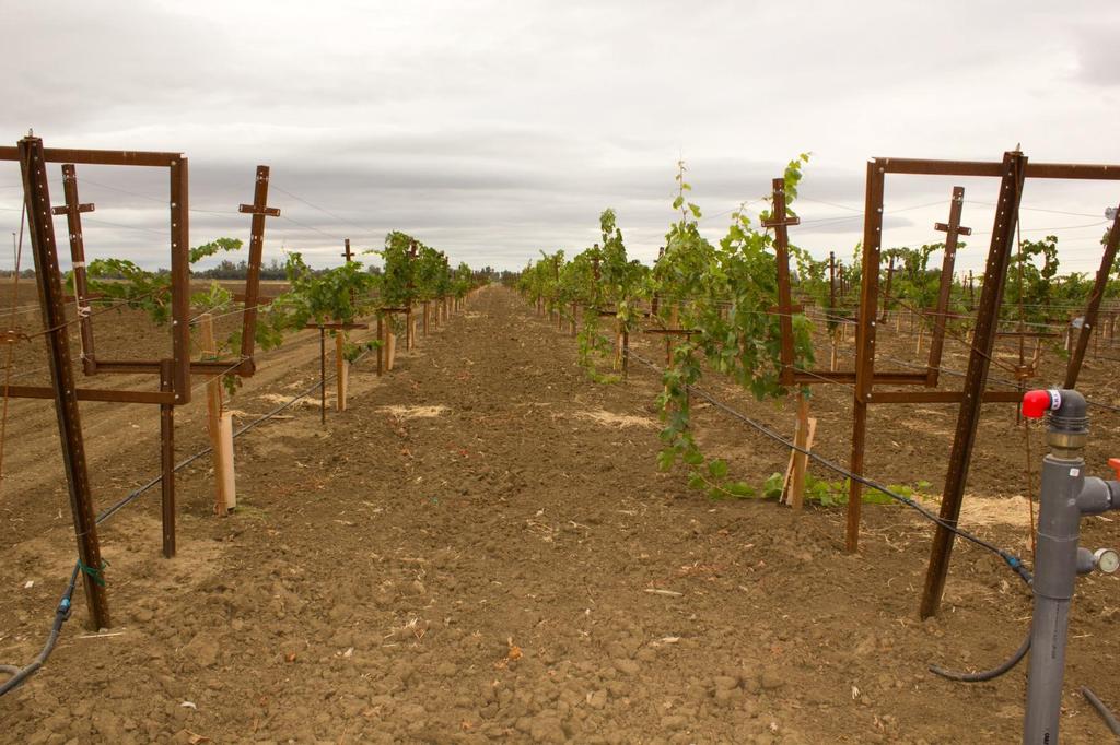 New Russell Ranch Foundation Vineyard