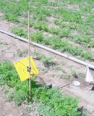 Figure 6. Yellow sticky traps attached to dowels approximately 1-inch above the carrot canopy at a 135 o angle to the ground. Figure 7.