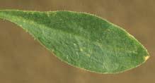 Royal Catchfly Silene regia Distinguishing Characteristics: Leaves opposite, gradually tapering to the stem