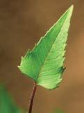 Wild Bergamot Monarda fistulosa Distinguishing Characteristics: Square stem with fine hairs Leaves