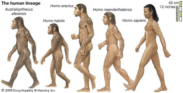 P a l e o l I t h I c P e o p l e s PLANET OF THE APES While humans are the only ones still alive today, there were once many different hominin (formerly called hominid)