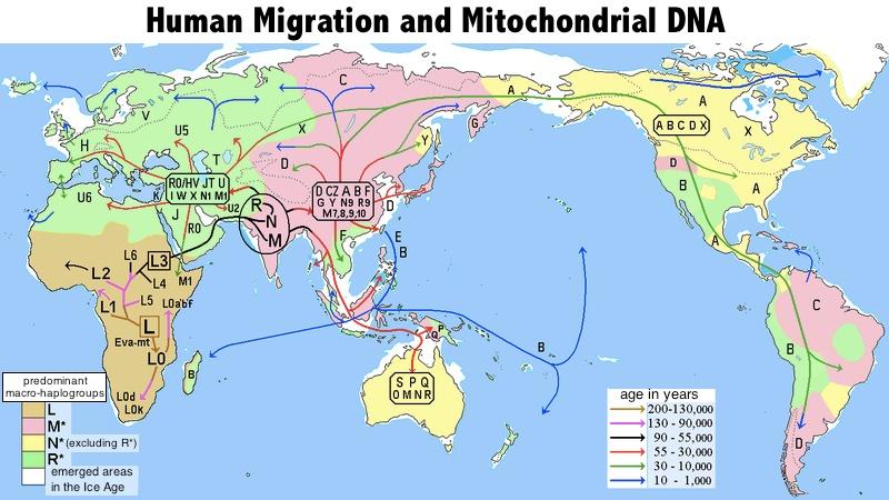 Multiregional Hypothesis, suggested that humans Africa, Europe, and Asia evolved separately from different populations of homo erectus in different parts of the world.