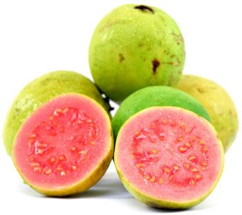 Guava grows well in many different climate zones, ranging from semi-arid lowlands to humid midlands, where it can even become a weed as the seeds are distributed by birds.