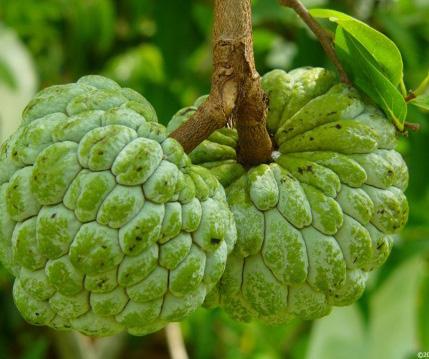 Custard apple (Annona reticulata and A. squamosa) Mtomoko (Swahili) www.mbg.com www.123rf.com Custard apple is a small tree with a short stem and an open crown, growing to a height of up to 7 m.