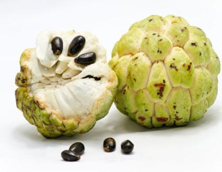 Custard apple is usually grown from seeds, but grafting is also possible. Fruits are picked slightly unripe and stored until they are soft. They are mostly eaten fresh.