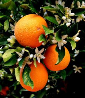 Orange (Citrus sinensis) Mchungwa (Swahili) www.admediterraneum.com www.weighttraining.