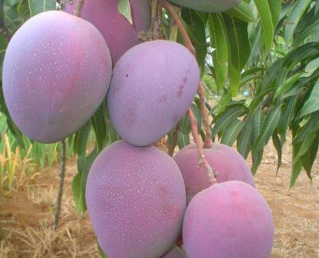 Mango (Mangifera indica) Mwembe (Swahili) ICRAF www.mauifruitjewels.com Mango is a medium to large-sized tree with a big, dense crown, growing to a height of about 15 m.