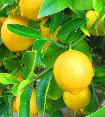 Lemon (Citrus limon) Mulimau (Swahili) www.fanpop.com/clubs fmwelch.wordpress.