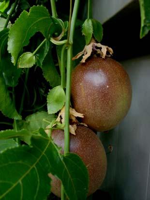 Left and below: Passion fruit, passiflora edulis Plant Raffle Please