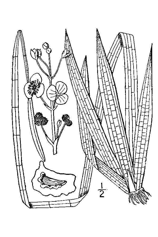 Sagittaria cristata (Crested arrowhead) Monocot, Perennial, Native to the continental US and Canada.