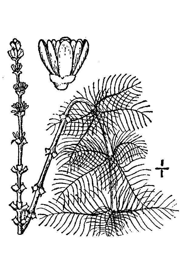 Myriophyllum spicatum (Eurasian water milfoil) Dicot, Perennial. Invasive to the continental US, Alaska, and Canada.