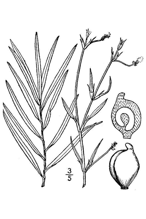 Potamogeton robbinsii (Robbin s pondweed) Monocot. Perennial.