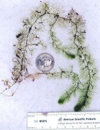bladderwort) Dicot. Perennial. Native to the continental US, Alaska, and Canada.