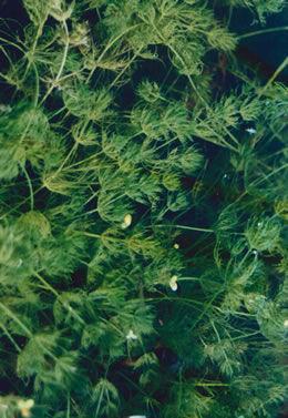 Chara vulgaris (macroalgae Chara, Common stonewort) Chara is a green alga belonging to the Charales, a lineage that may have given rise to all land plants.