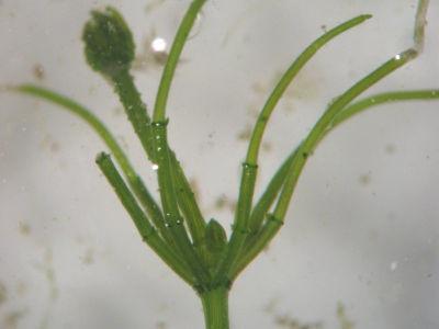The stoneworts (class Charophyceae) are a very distinctive group of green algae that are sometimes treated as a separate division (the Charophyta).