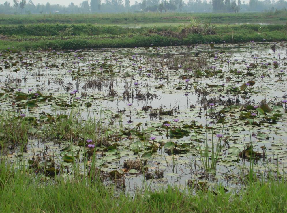 5 Experimental Design The first step for the study was to undergo survey and collection of plants of the genus Nymphaea from the wetland areas of Manipur.