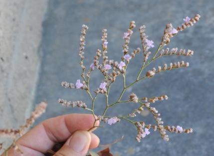 sea lavender or statice (L.