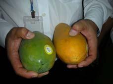 Papaya (Exotica), slow ripening cultivar PH treatment with Ethrel days after treatment, Differences in maturity accentuated Group * Non climacteric Fruits Fruits that