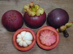 Color Index Color of Fruit Pale yellow green Blotchy pink Pinkish red Maroon Red Mangosteen and eating Quality