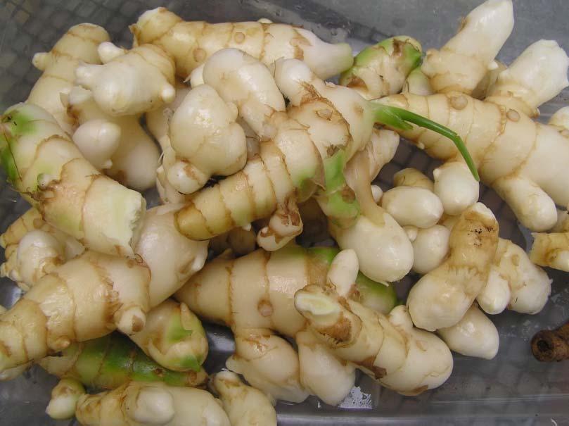 About Ginger & Turmeric Locally grown, fresh baby ginger and turmeric are becoming more popular with consumers.