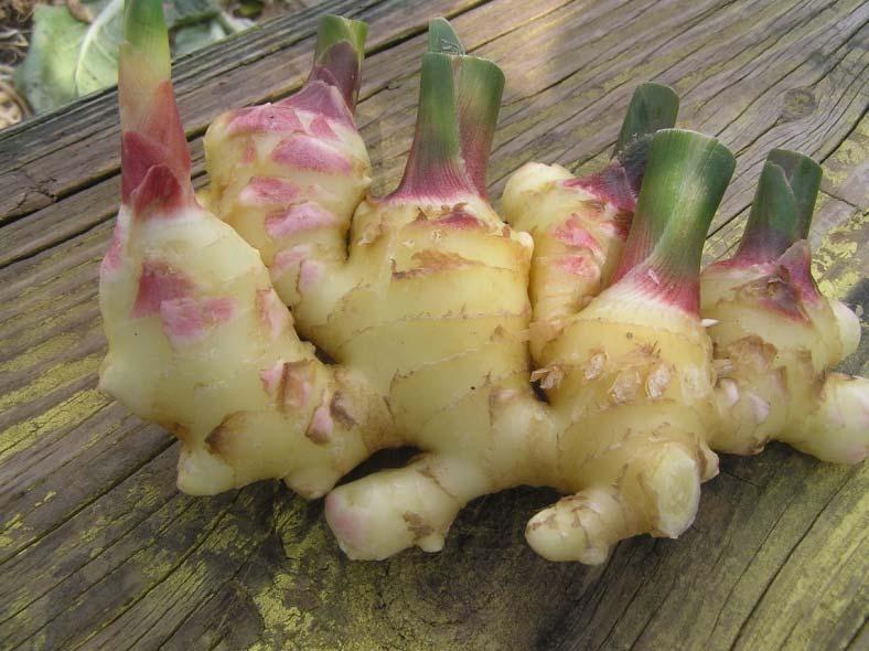 Ginger and turmeric are used in cooking for their pungent flavor, scent and color.