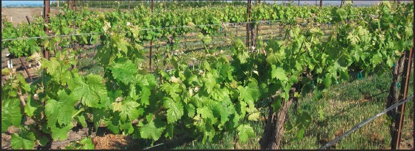 VINE DEVELOPMENT Vines grew fast this year Cold damage =