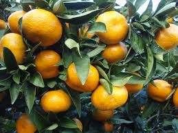 Specialty fruits such as tangelos (cross between grapefruit and a tangerine), tangerines and temples are also produced.