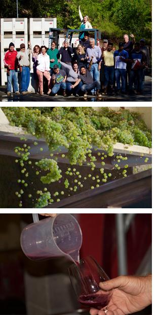 What's Happening Harvest 2015 Harvest News On August 12th, the SMV team watched with glasses raised as the first clusters of golden Sauvignon Blanc tumbled into the press.
