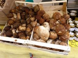 Monday October 10: Foraging for Porcini Nearly as prized as truffles are the exquisite porcini mushrooms that grow in the Apennines. We ll head out to the woods with Matteo, a skilled forager.