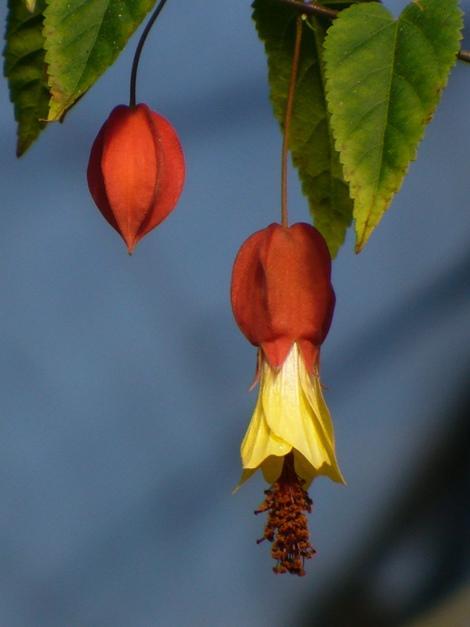 Abutilon Candy Corn Malvaceae Abutilon Candy Corn A very floriferous and ever blooming variety and which makes a beautiful hanging basket or trailing plant.
