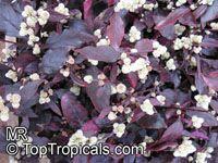 Alternanthera Ruby Alternanthera dentate Purple Grown exclusively for its colorful foliage - rich purple to burgundy leaves. Forms spreading foliage mounds to 12-30" tall.