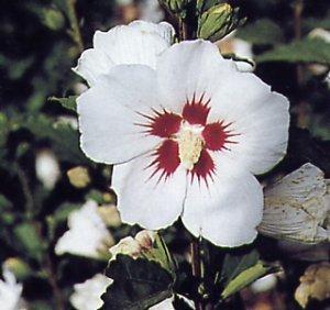 Althea Red Heart White Hibiscus syriacus Red Heart The Rose of Sharon plant can be grown in the garden throughout the whole year.