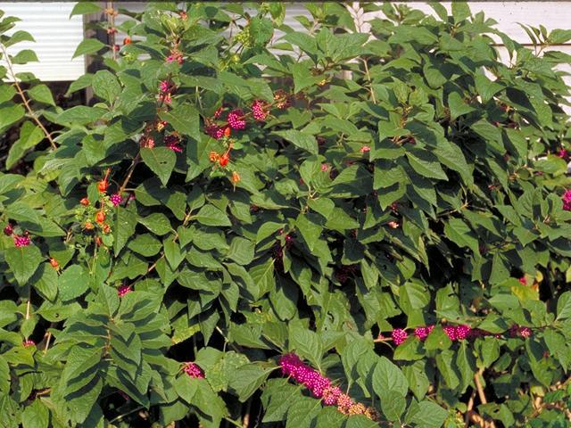 American Beautyberry Callicarpa americana American beauty-berry most often grows 3-5 ft. tall and usually just as wide, It can reach 9 ft. in height in favorable soil and moisture conditions.