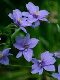 In spring or early summer, flowering stalks covered with dozens of small blue saucer shaped flowers stand