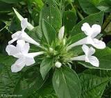 Barleria - White Barleria cristata White Grows into a shapely shrub with minimal pruning.