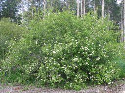 Blackhaw Viburum Viburnum prunifolium Cultural Requirements: Best in sun or shade in any soil type, even dry soils. Considered very drought tolerant.