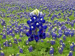 Bluebonnet Lupinus texenis A hardy winter annual native to Texas.