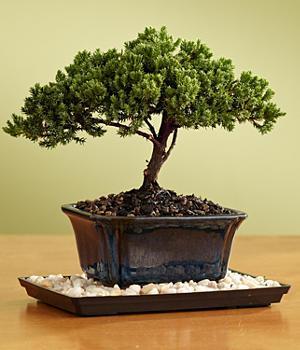 Bonsai In Japanese, bonsai can be literally translated as 'tray planting' but since originating in Asia, so many centuries ago - it has developed into a whole new form.