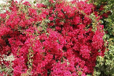 Bougainvillea Hot Pink Bougainvillea glabra Hot Pink Vigorous, showy vine shines with brilliant deep hot pink