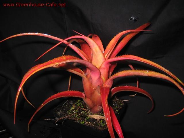 Bromeliad Red Form Aechmea recurvata Red Form Most species must not be exposed to the direct rays of the sun.