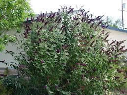 Buddleia Black Knight Buddleia davidii Black Knight Butterfly bushes are carefree deciduous shrubs that are reliably fragrant and easy to grow.