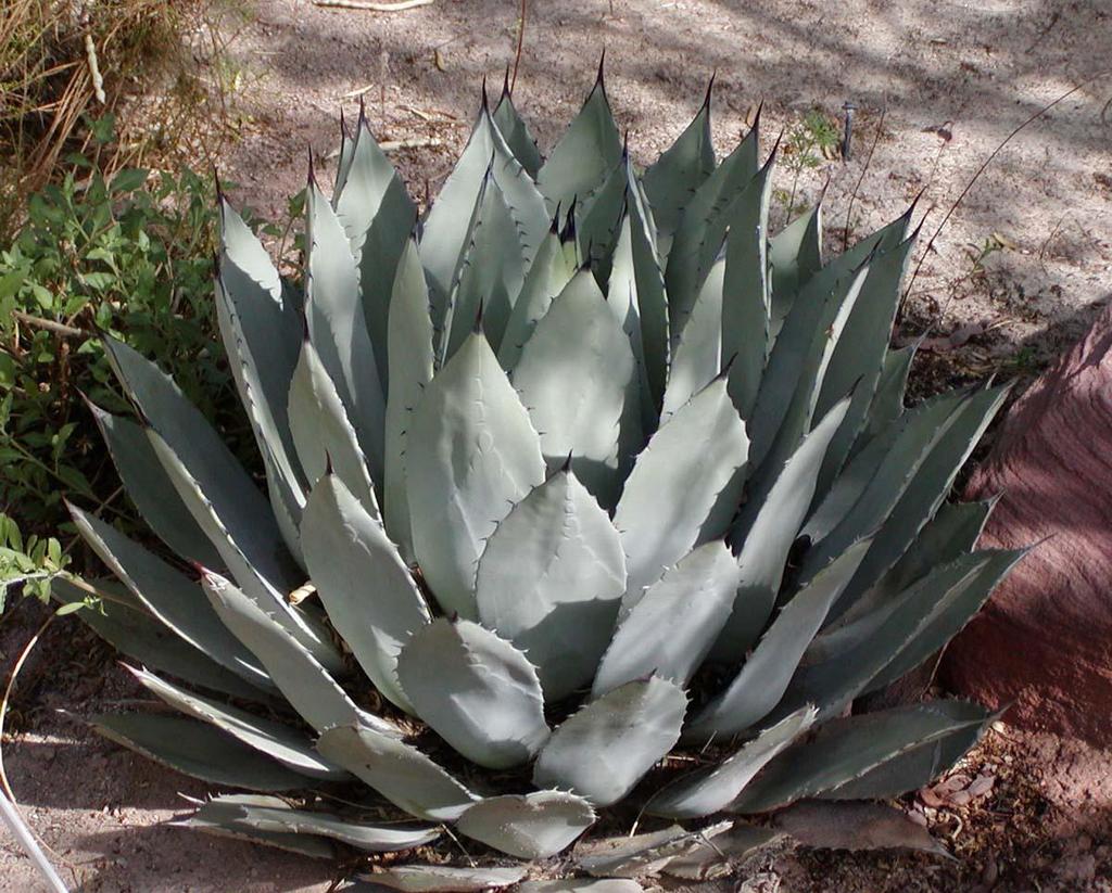Agave Agave sp. Among the most architectural plants, agaves feature bold succulent leaves that set the tone for wherever they're planted.
