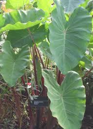 Elephant Ear Calocasia Fast and easy to grow, Elephant Ears won't go unoticed in your garden!