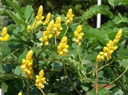Candlestick Plant Senna alata The Candle plant or candle bush is so named because the erect flower spikes when in bud resemble yellow candles.
