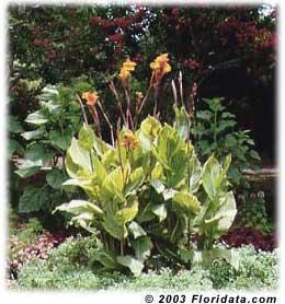 Canna Variegated Canna x generalis There are hundreds of named cultivars, ranging from less than 30 in to more than 8 ft in height, in colors from creams to yellows, to oranges and reds, and with a