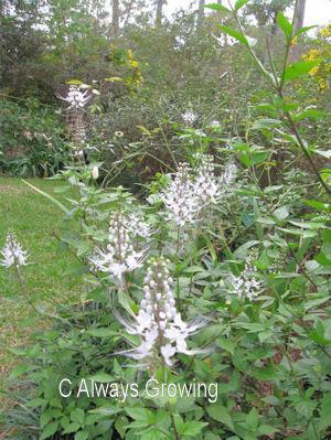 3 tender shrubby perennial, large striking whiskery white flower spikes, blooms spring to frost, part