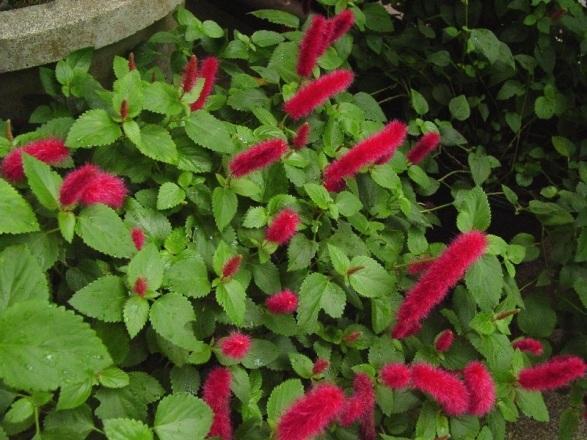 Chenille Plant, Dwarf Acalypha pendula The Dwarf Chenille, like its big sister Acalypha hispida, is a very showy plant. It blooms almost all year with red, furry cattail type flowers.