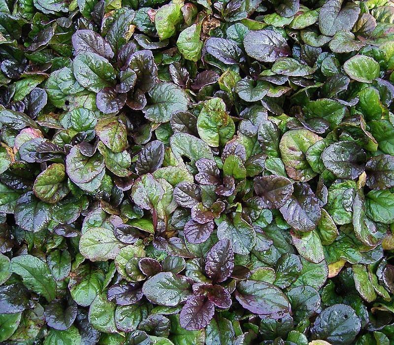Ajuga Purple Leaf Ajuga repens Purple Bronzy green glossy foliage is topped by spikes of blue blooms in spring.